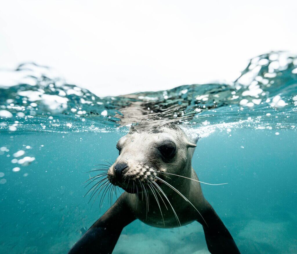 Seal