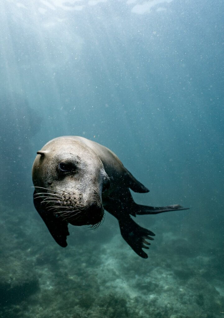 Seal swimming