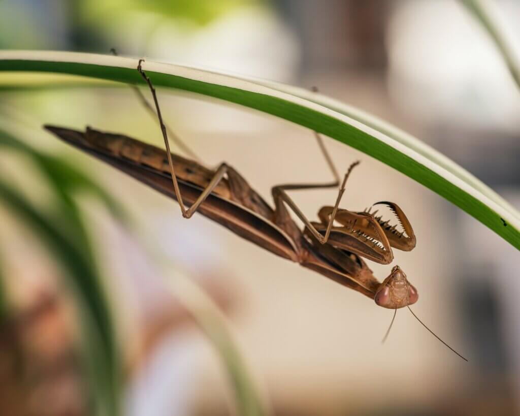 Praying mantis