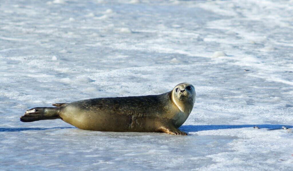 Seal