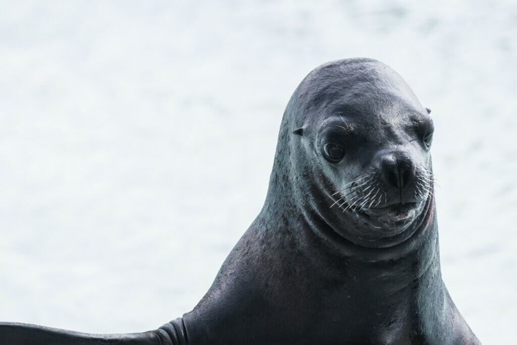 Seal