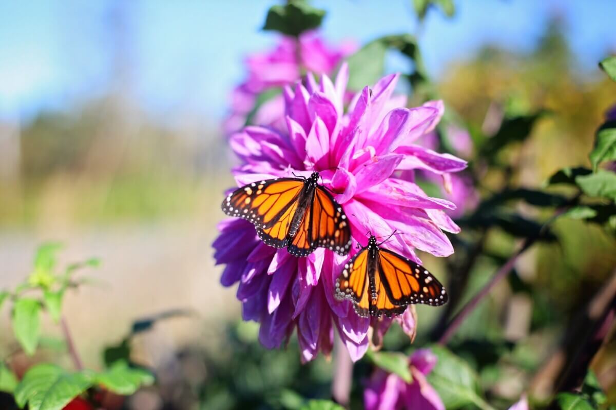 butterflies