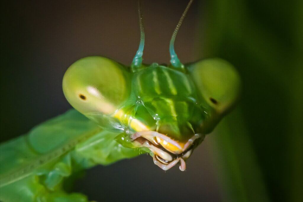 Praying Mantis