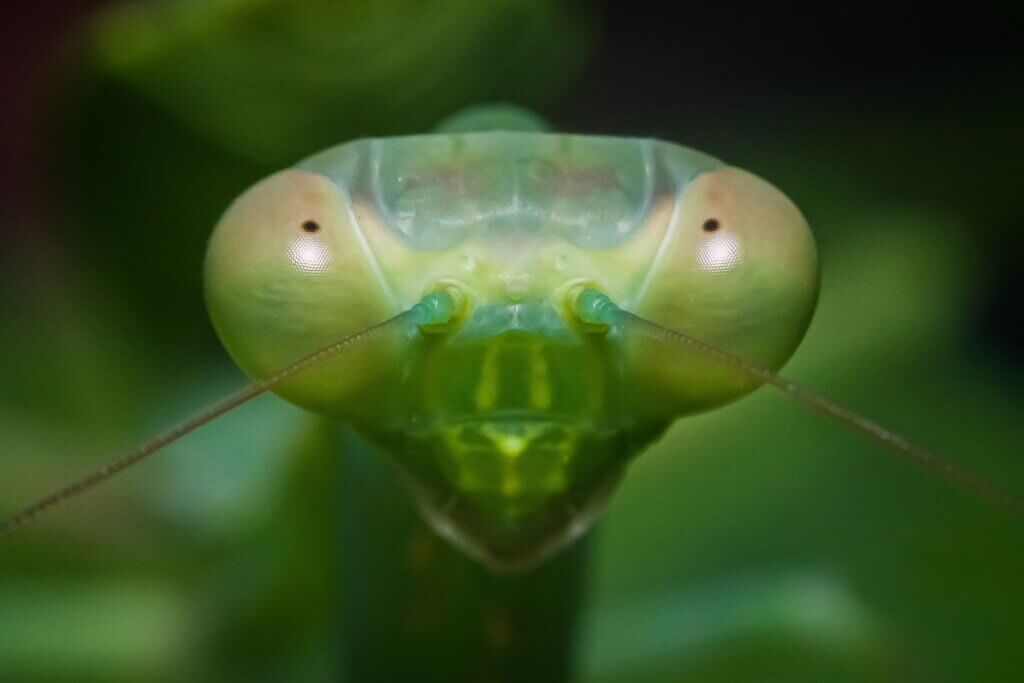 Praying Mantis