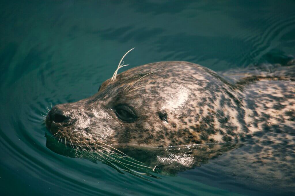 Grey seal