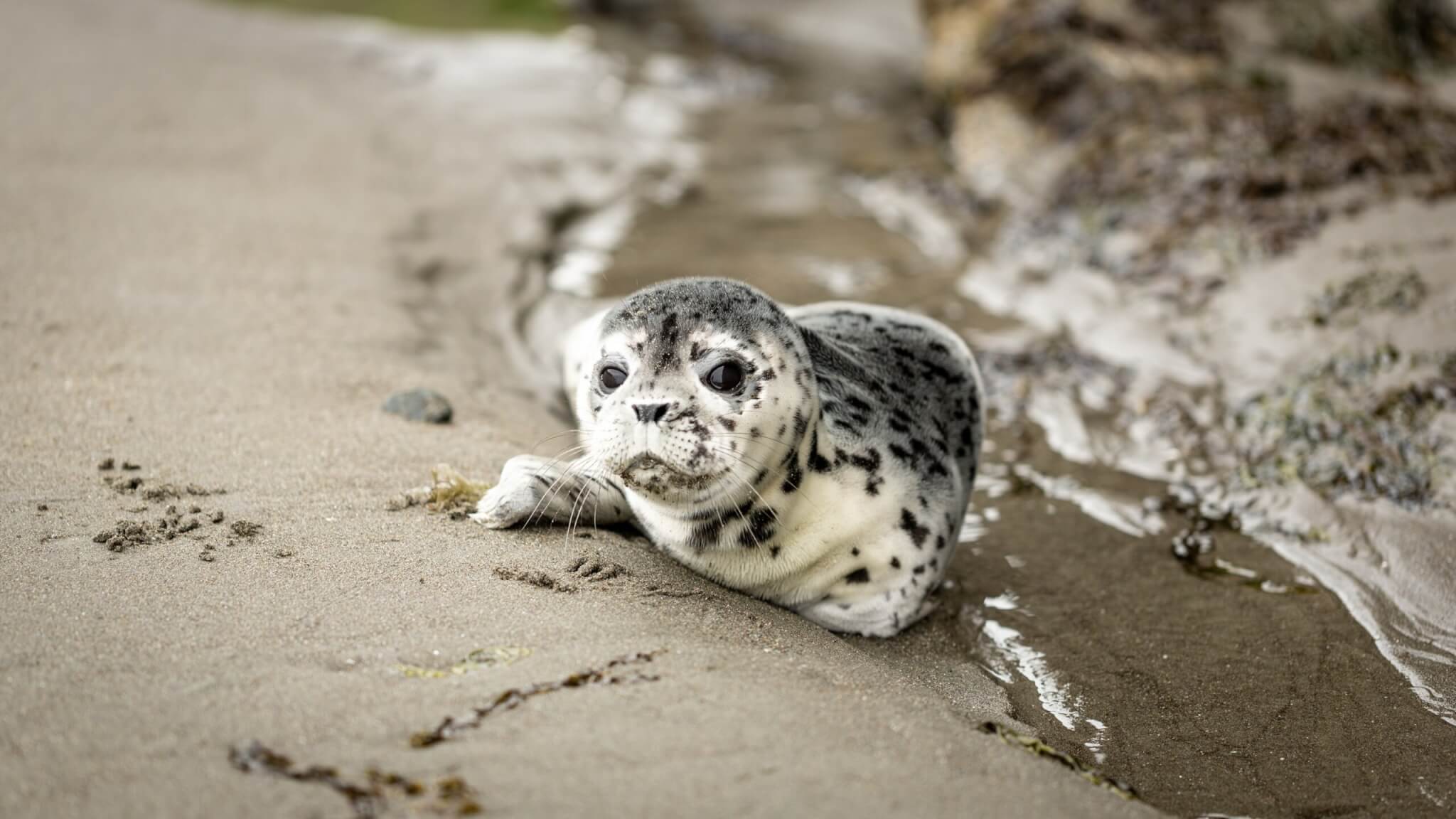 White and black seal