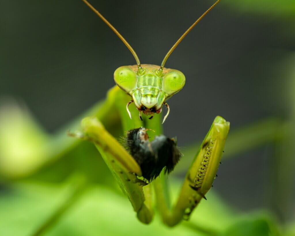 Praying mantis