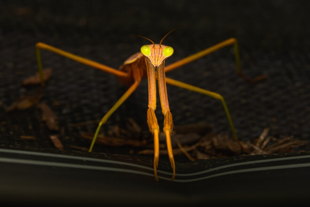 Praying mantis
