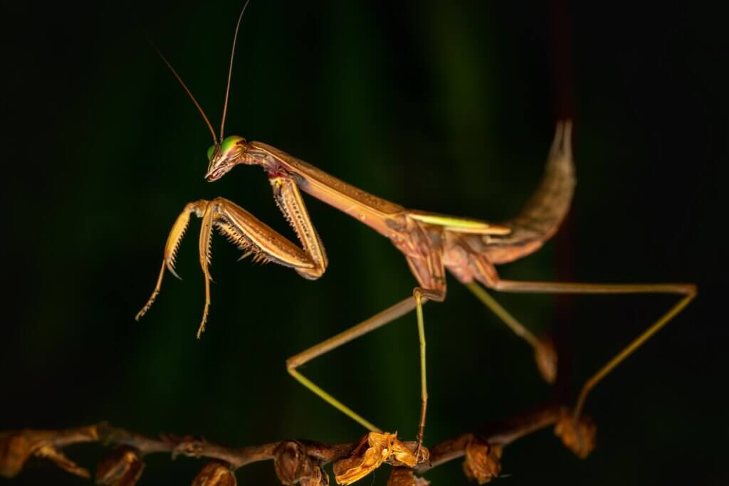 Praying mantis
