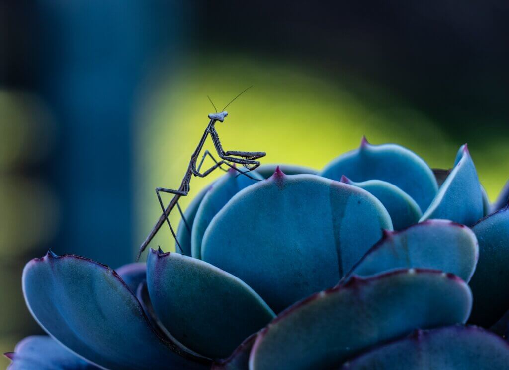 Praying mantis