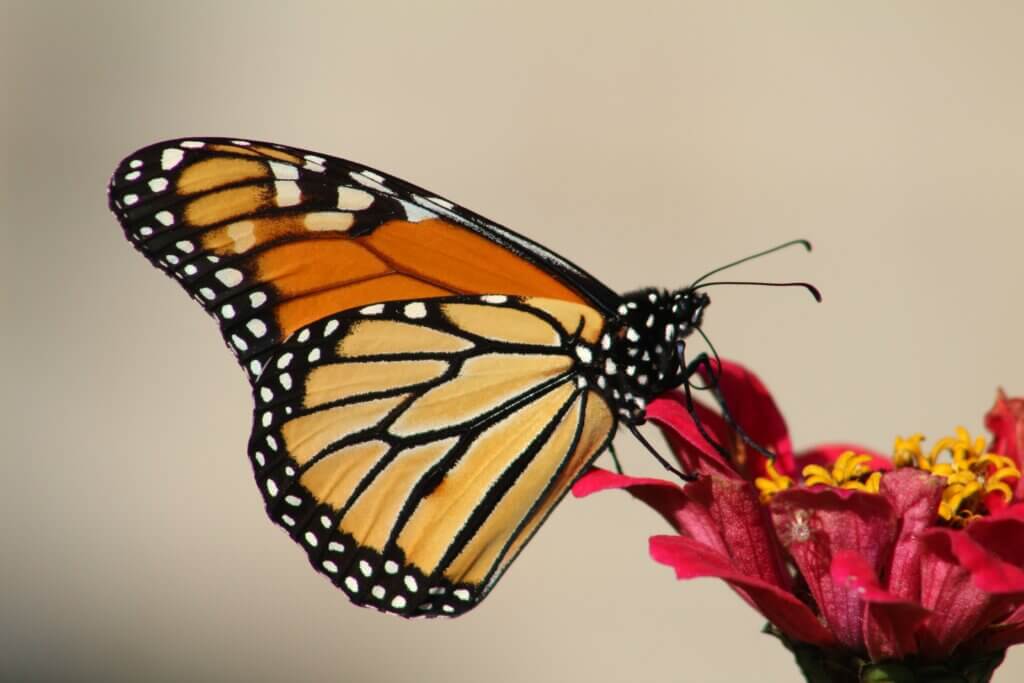 Monarch butterfly