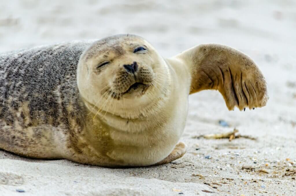 Harbor seal