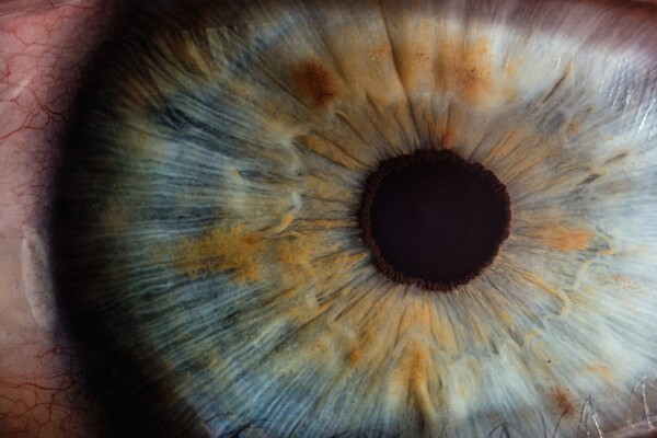 Closeup of iris, eye