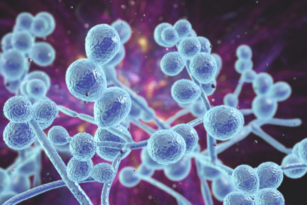 Candida fungus