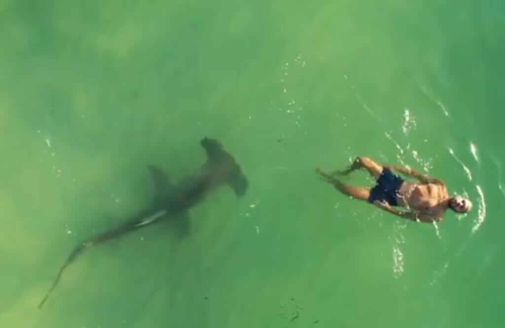 Shark near shoreline