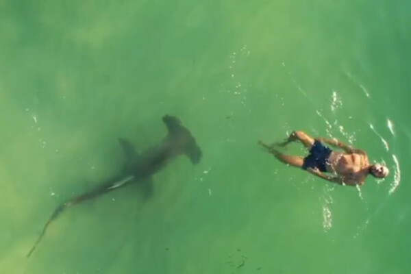 Shark near shoreline