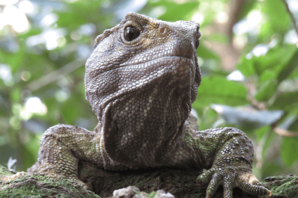 Tuatara