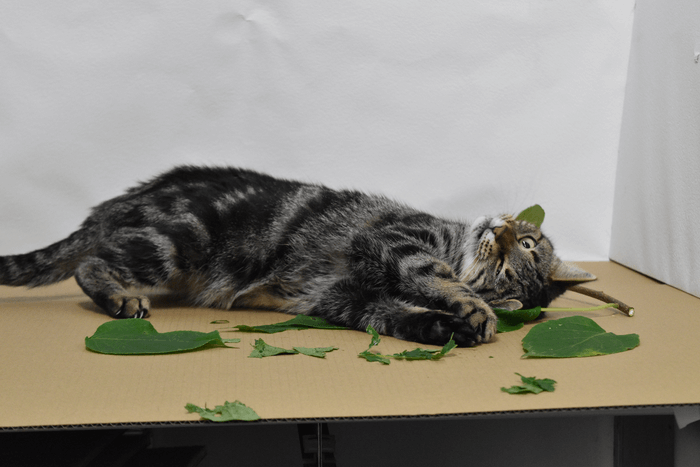 catnip