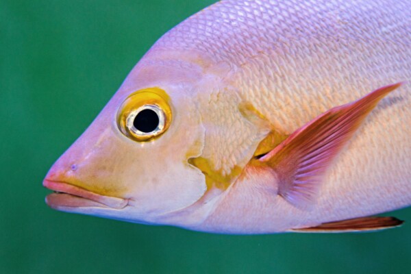 Paddletail snapper fish