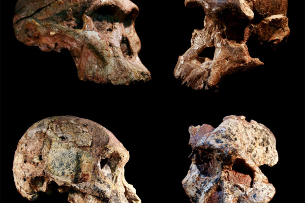 Australopithecus crania
