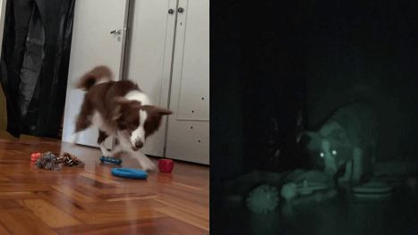 dog toys