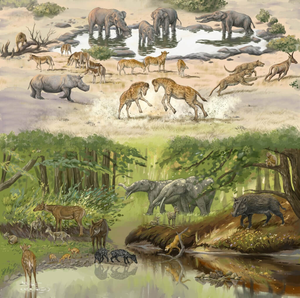 Giraffe evolution
