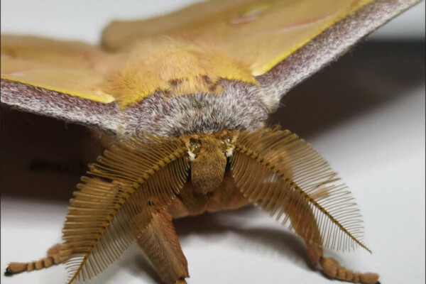 Antheraea pernyi moth.