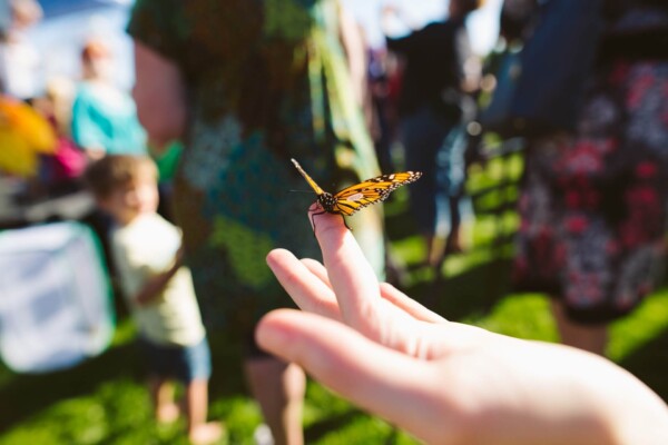 person holding butterfly