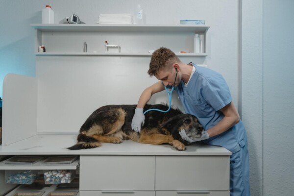 dog doctor