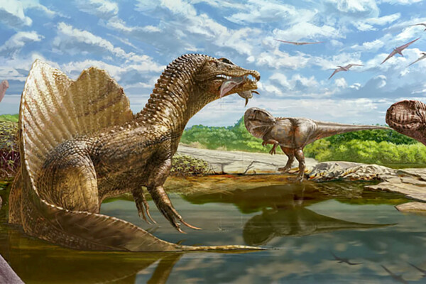 Abelisaurid discovery