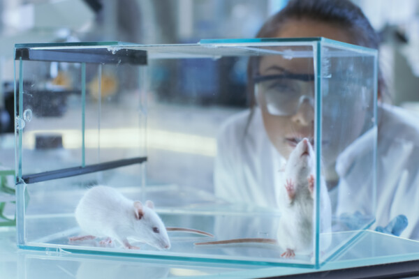 Lab rats / mice
