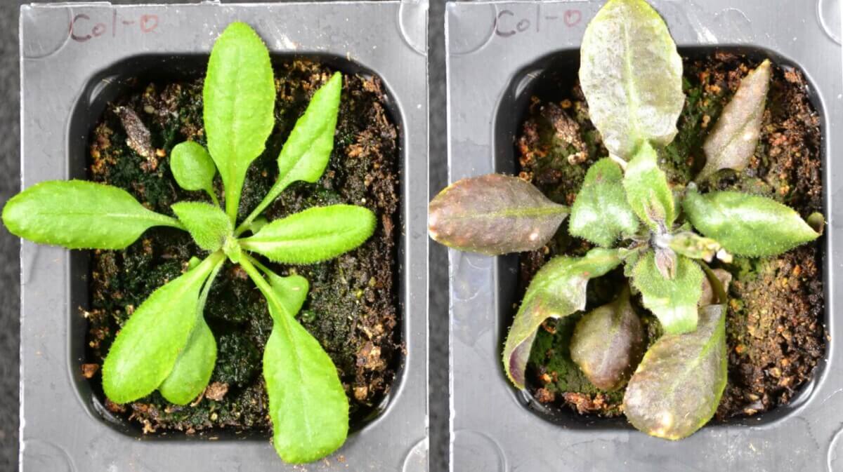 Plants under stress