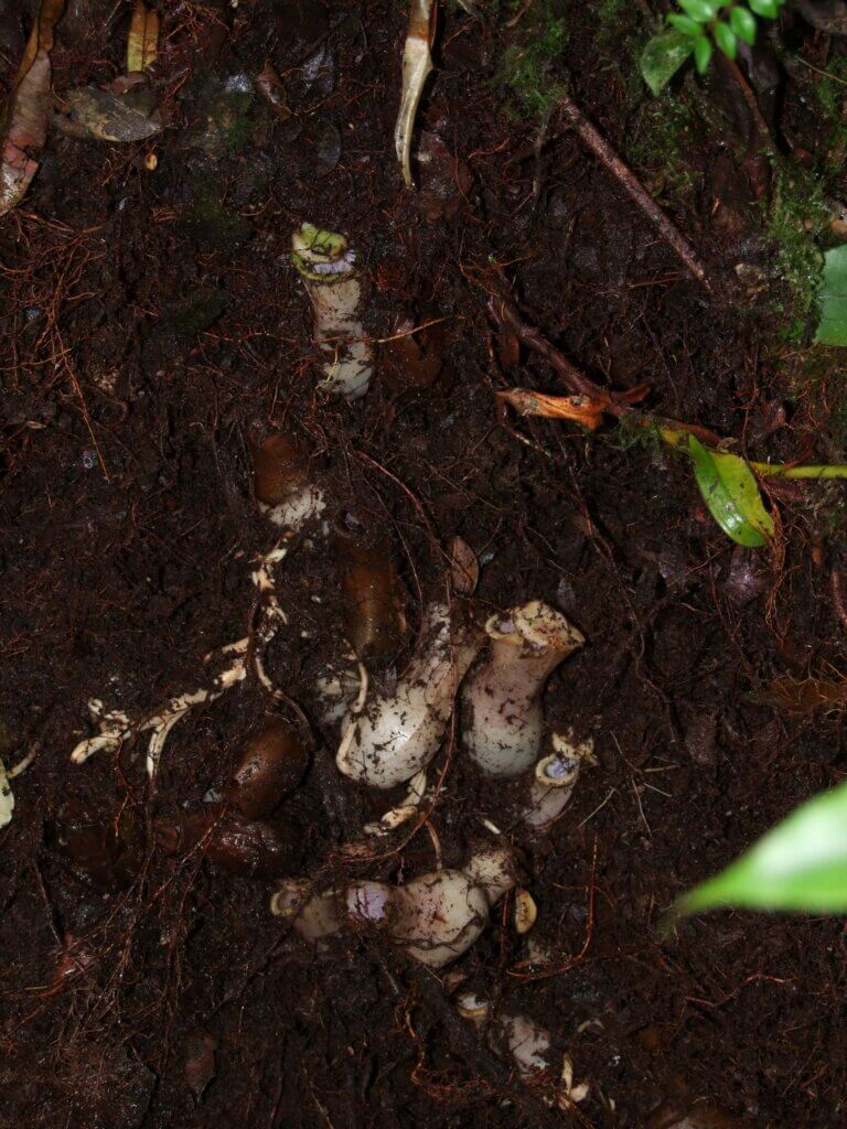Carnivorous plant