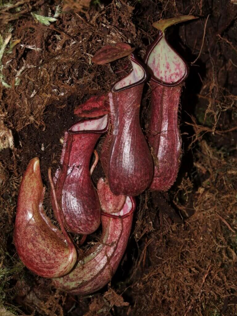 Carnivorous shrub
