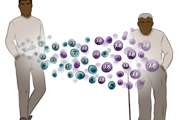 Men sex chromosome