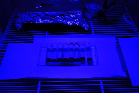 Flies under blue light