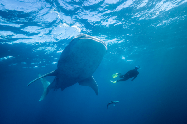 fish omnivore