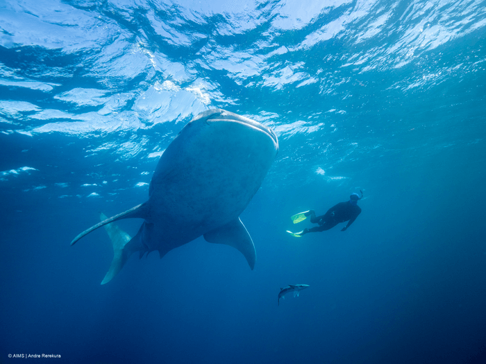 fish omnivore