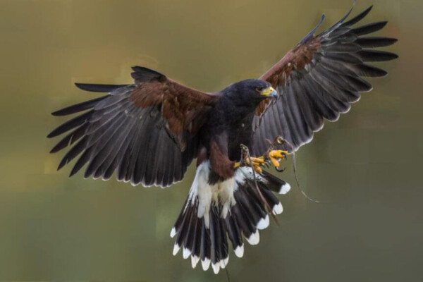 Harris hawk