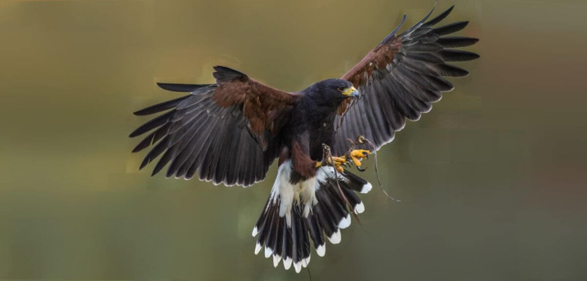 Harris hawk
