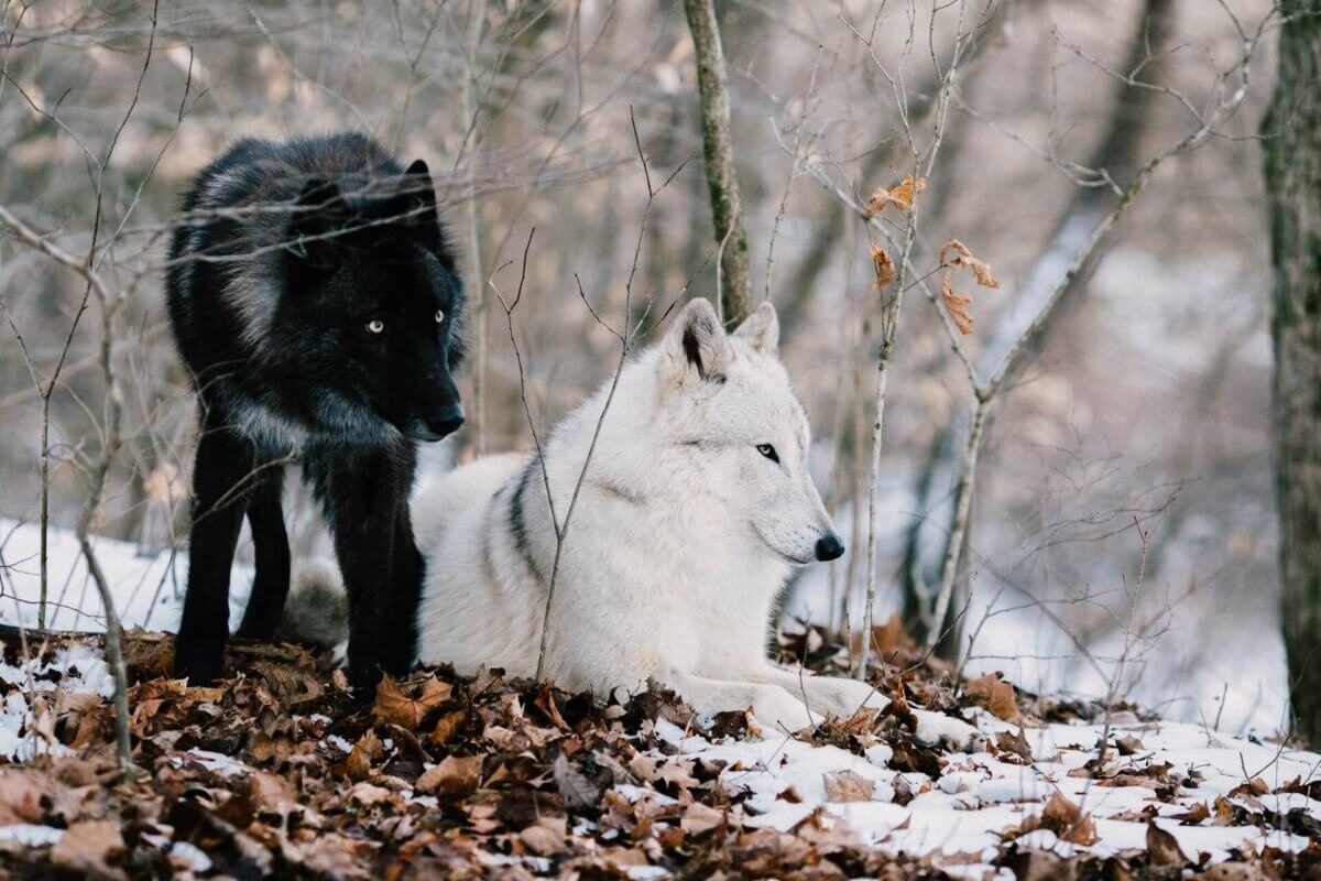 wolves