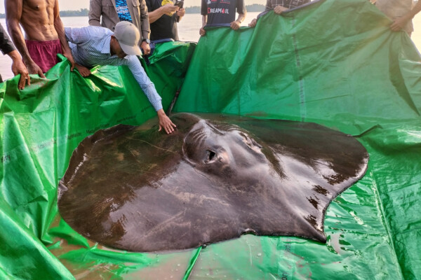 World's largest stingray
