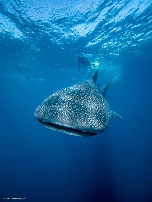 whale shark