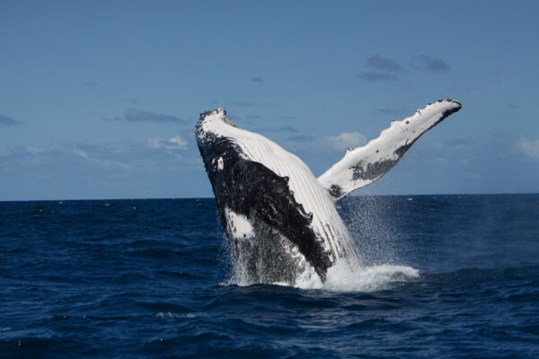 humpback whale