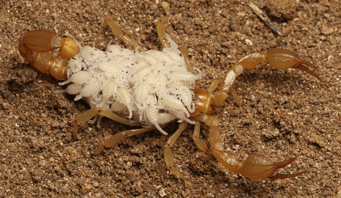 Newly described scorpion species Paruroctonus soda