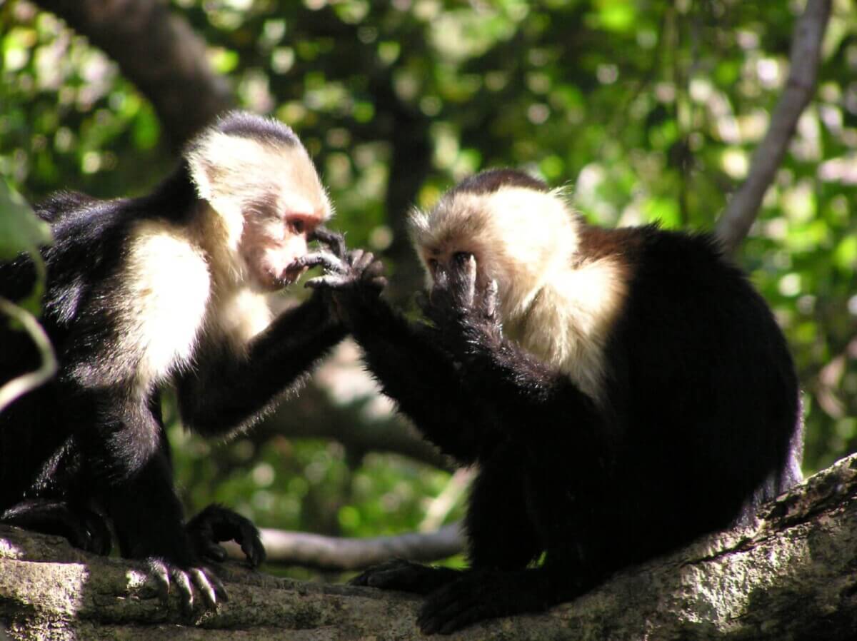 monkeys