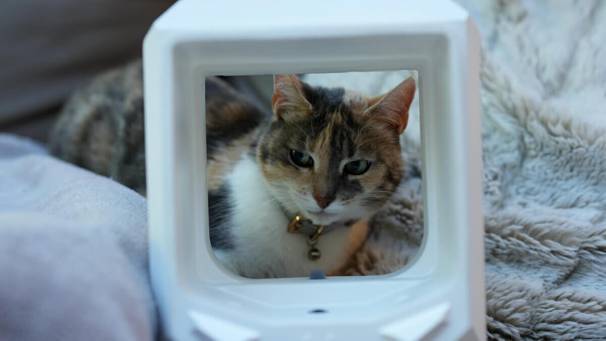 Jinx and the new AI-powered “OnlyCat” device.