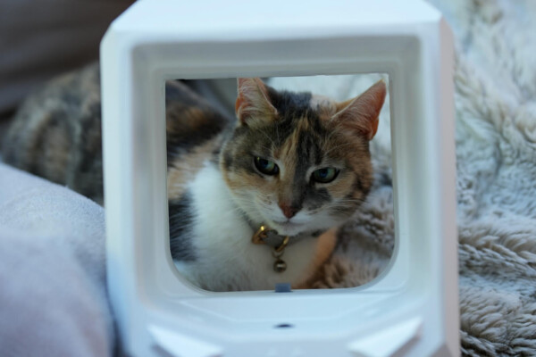 Jinx and the new AI-powered "OnlyCat" device.