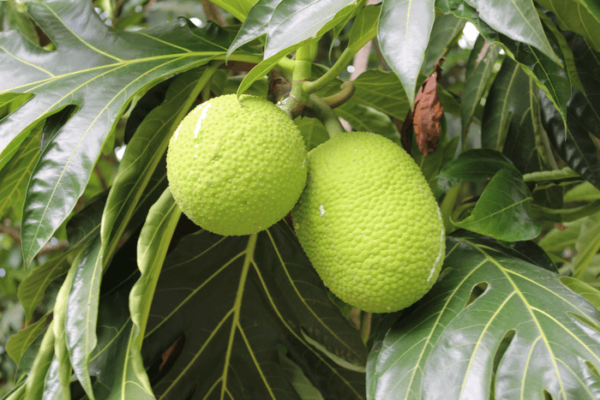 breadfruit