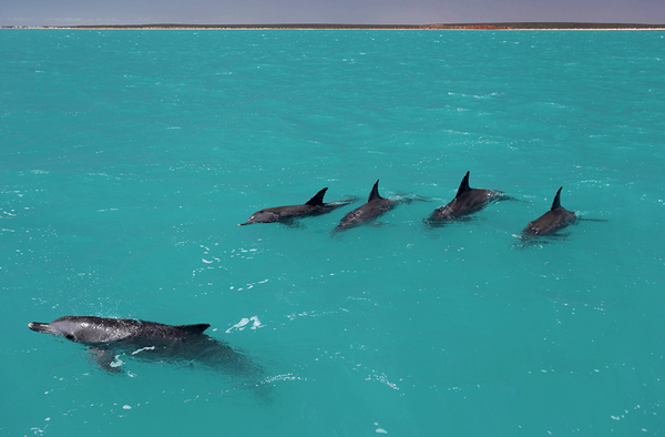 dolphins